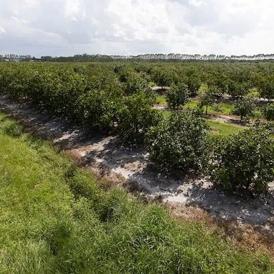 thumbnail for publication: Florida Citrus Rootstock Selection Guide, 4th Edition